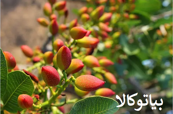 بهترین زمان و روش کاشت نهال پسته برای باردهی حداکثری
