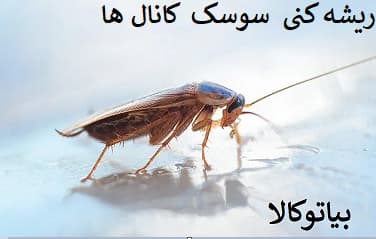 لانه سوسک‌ها در کنار دیواره کانال فاضلاب شهری