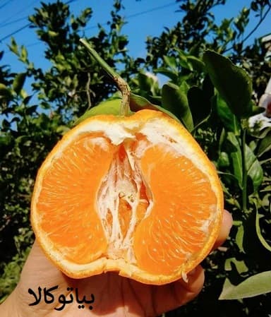 نهال نارنگی و پرتقال با کیفیت