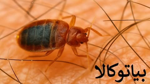 ریشه کنی ساس