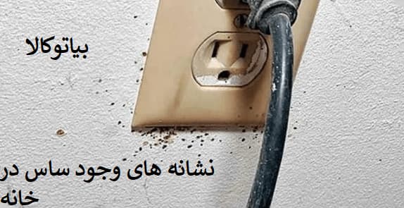 نشانه های وجود ساس در خانه