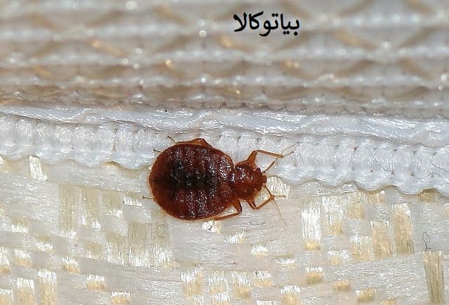 تضمین پاکسازی کامل ساس از تخت و مبلمان