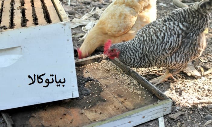 ریشه کنی زنبور 