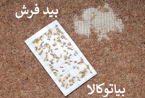 بید فرش و لارو فرش