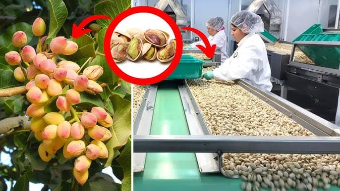 از کاشت تا برداشت: مراحل مراقبت و نگهداری پسته برای عملکرد بهتر