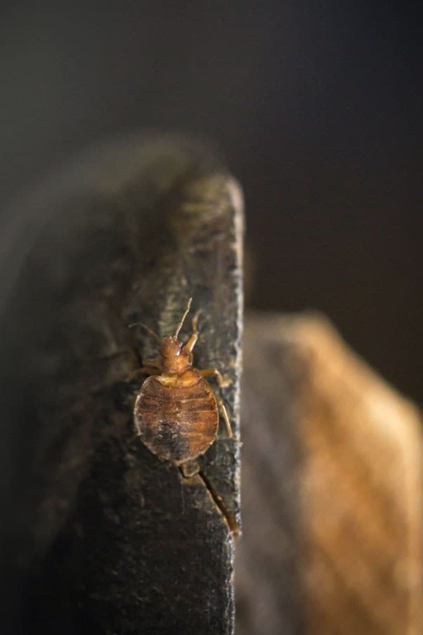 سم برای ساس و تخم ساس