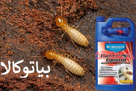 مبارزه با موریانه‌های زیرزمینی با روش‌های علمی و حرفه‌ای