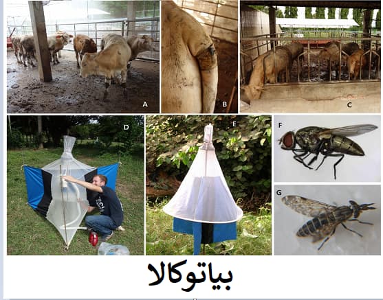 چگونه مگس و پشه باعث کاهش شیردهی دام می‌شوند؟
