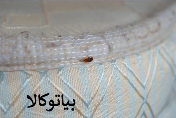 ریشه کنی ساس از خانه