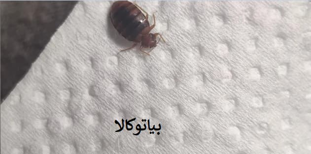 ساس‌ در حال حرکت روی تخت: آنچه باید ببینید تا باور کنید!