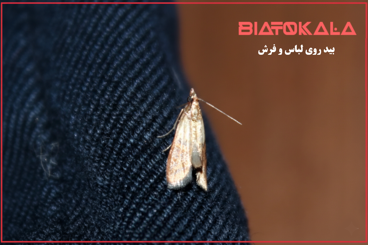 بید کش 