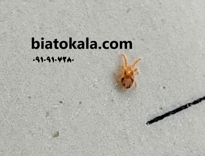 کنه روی میز
