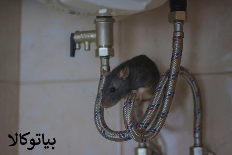 ورود موش فاضلابی از چاه سرویس بهداشتی – هشدار به ساکنان ساختمان‌ها