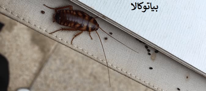 آلودگی زیست‌محیطی ناشی از سوسک‌ها در کانال‌ها