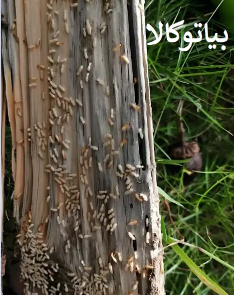 ریشه‌کنی کامل موریانه‌ها بدون بازگشت – عکس واقعی عملیات سم‌پاشی