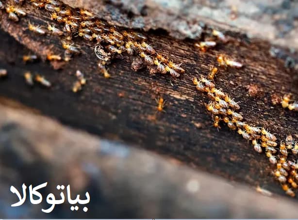 استفاده از سم ترمیدور برای نابودی کلنی موریانه