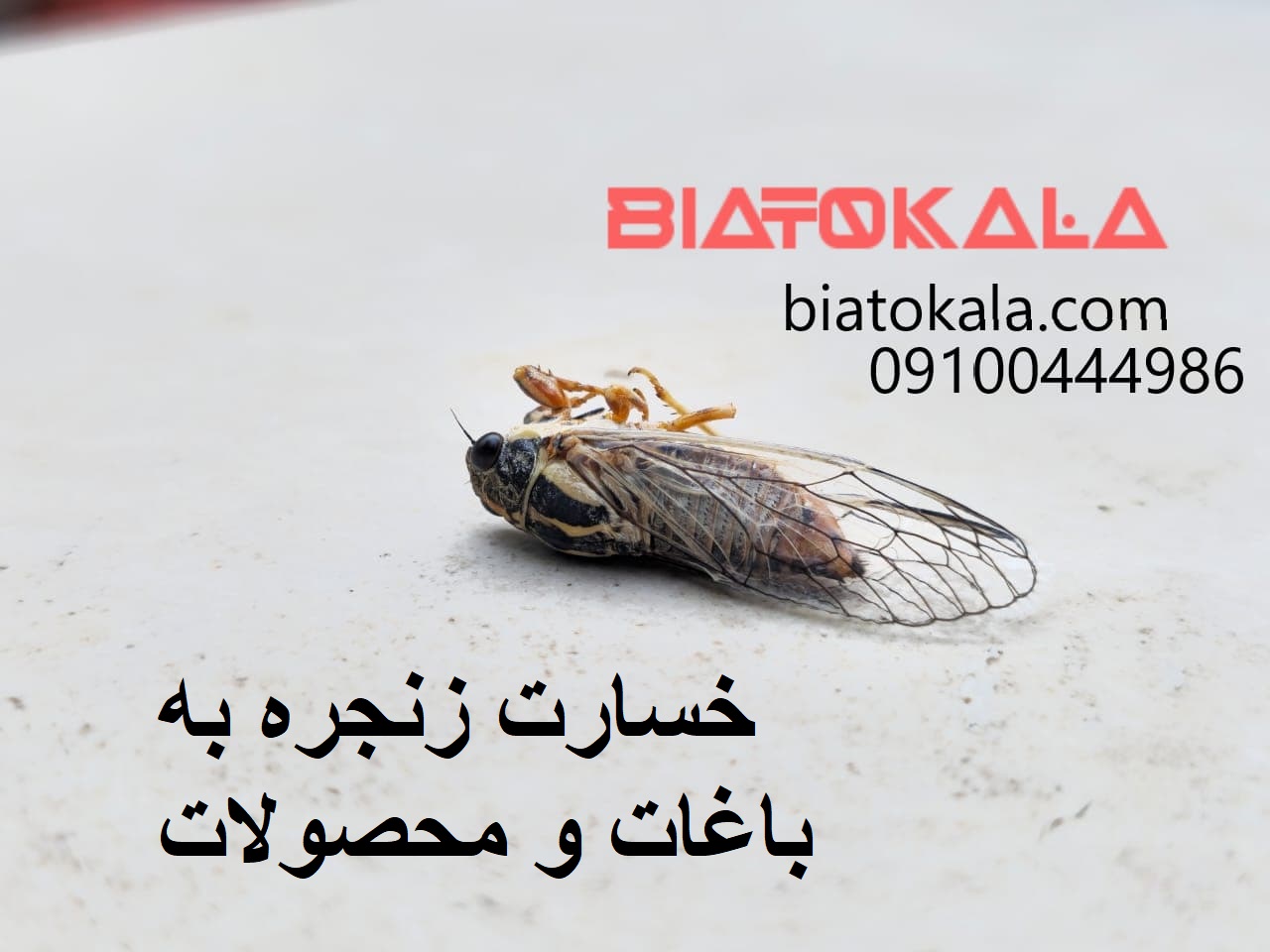 خسارت حشره زنجره