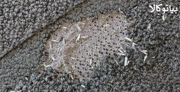 سم حرفه‌ای برای ریشه‌کنی بید و شب‌پره بدون آسیب به الیاف حساس