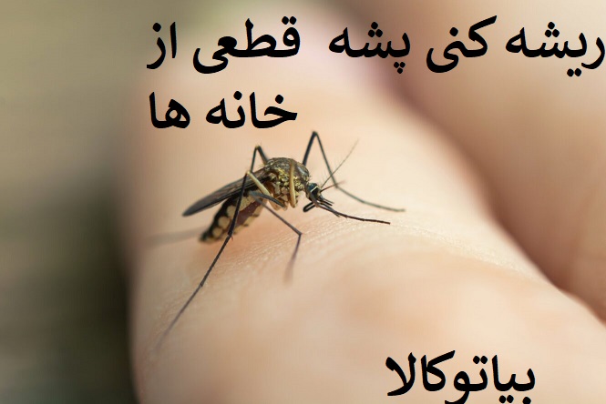 چگونه از تکثیر مگس‌ها در خانه جلوگیری کنیم؟ پیشگیری بهتر از درمان!