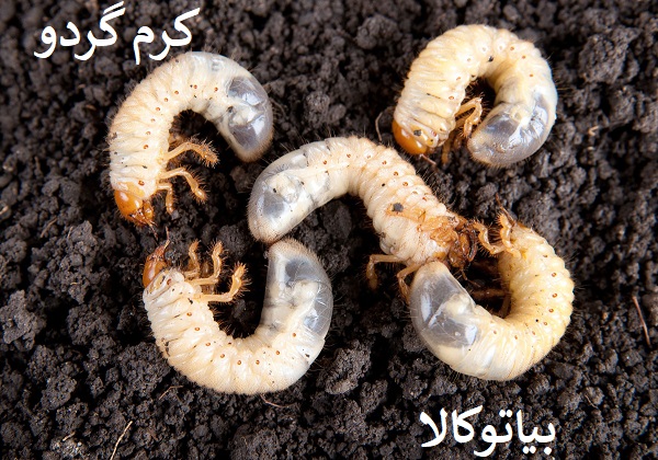 ریشه کنی کرم سفید