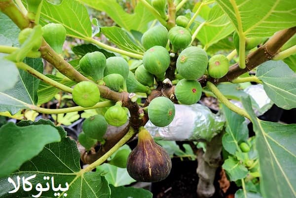 انجیر مشکی با کیفیت