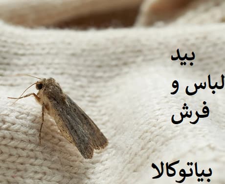بید فرش و لباس