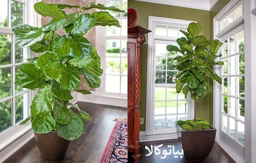افزایش عمر و مقاوت کل های اپارتمانی