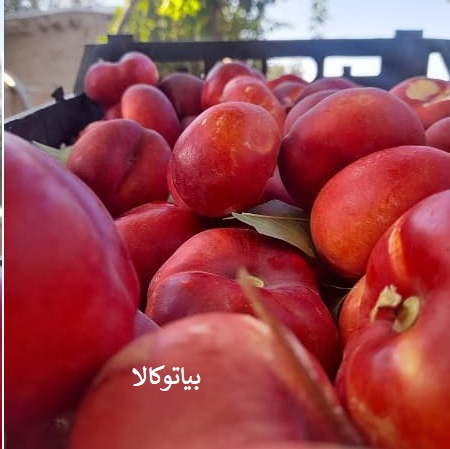انتخاب بهترین نهال شلیل انجیری و افزایش باردهی