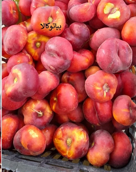 افزایش باردهی شلیل انجیری