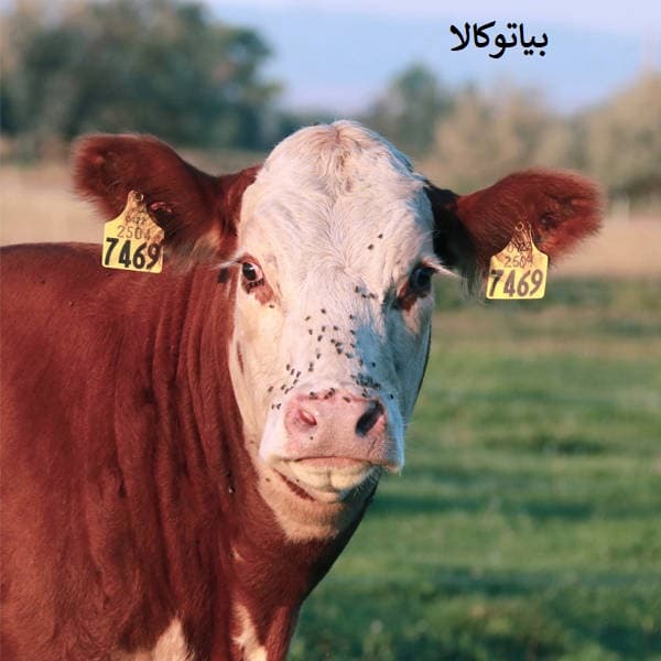 ریشه کنی مگس در دامداری