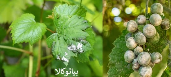 سفیدک انگور 