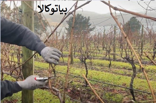 هرس انگور