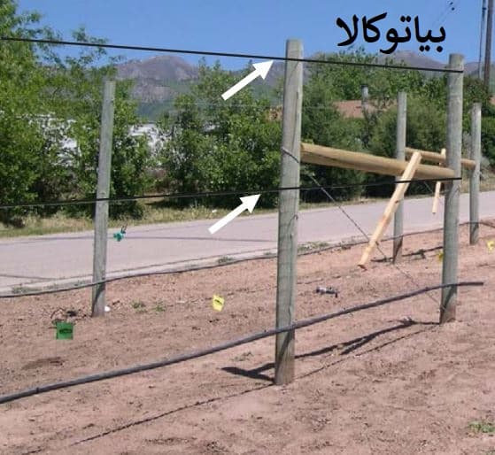 نهال انگور و افزایش باردهی