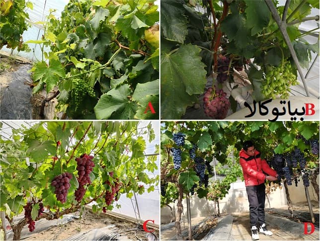 نگهداری از نهال انگور
