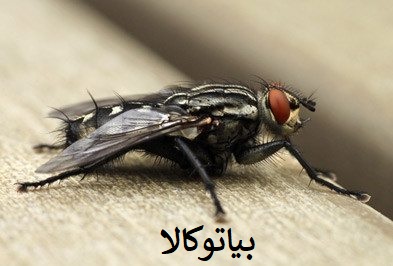 ریشه کنی پشه