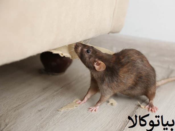 آلودگی و تخریب ناشی از موش فاضلابی در لوله‌ها و کف‌سازی‌ها