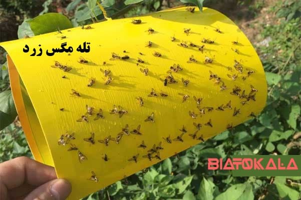تله مگس با چسب مگس برای مگس های زرد