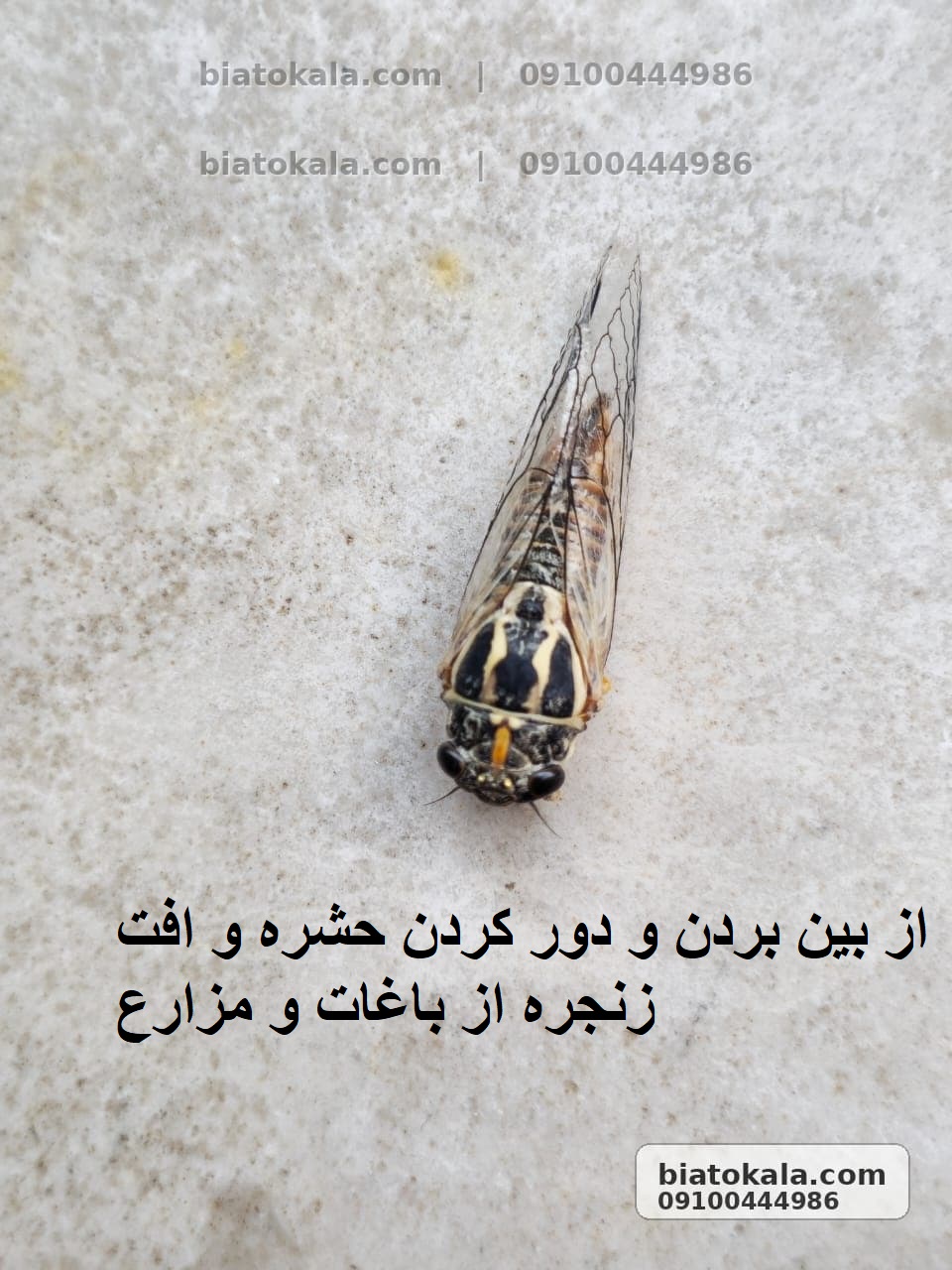 از بین بردن حشره و افت زنجره