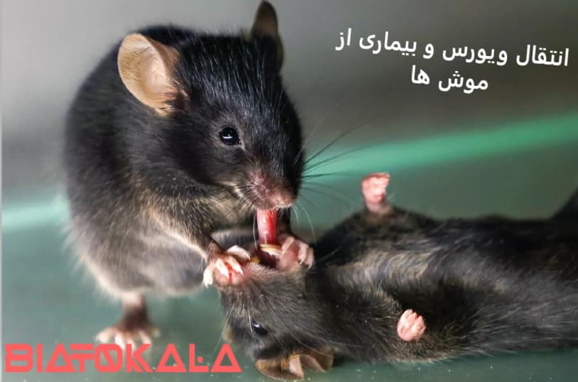 نشانه های موش