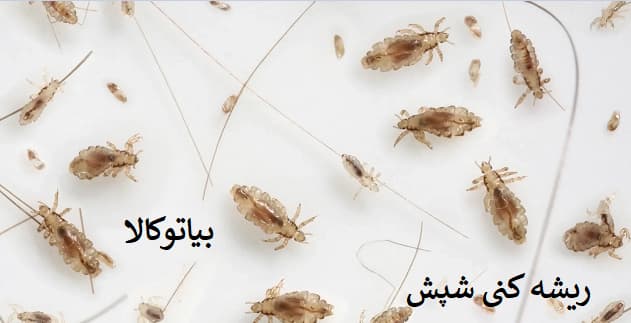 ریشه کنی شپش از محیط