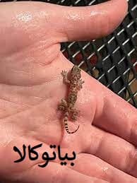 از بین بردن و دور کردن مارمولک