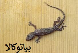 ریشه کنی مارمولک