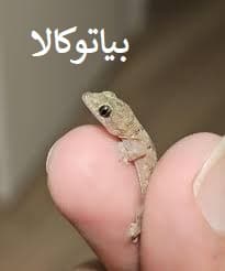 از بین بردن مارمولک