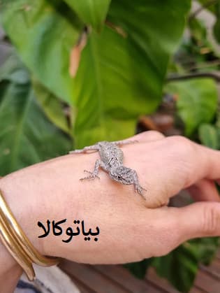 مارمولک کش قوی 