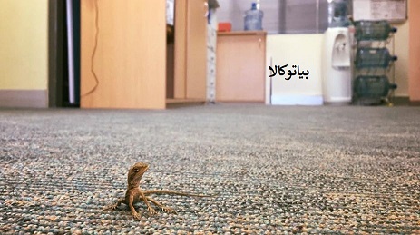 سم مارمولک المانی ساویر