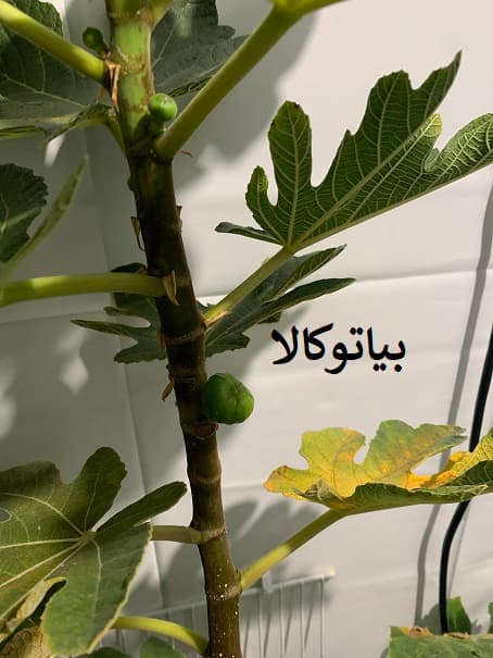 نهال انجیر
