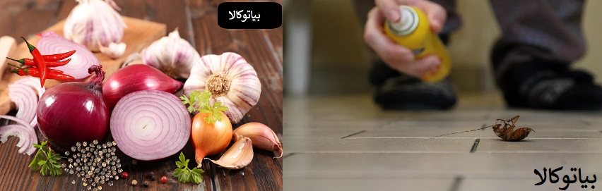 ریشه کنی سوسک با روش های خانگی