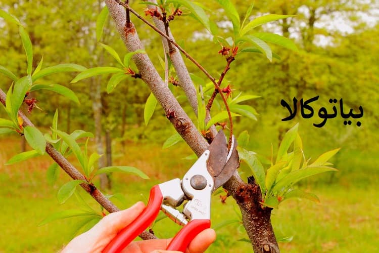 هرس درخت هلو برای باردهی بشتز