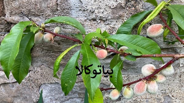 هرس حرفه ای درخت هلو 