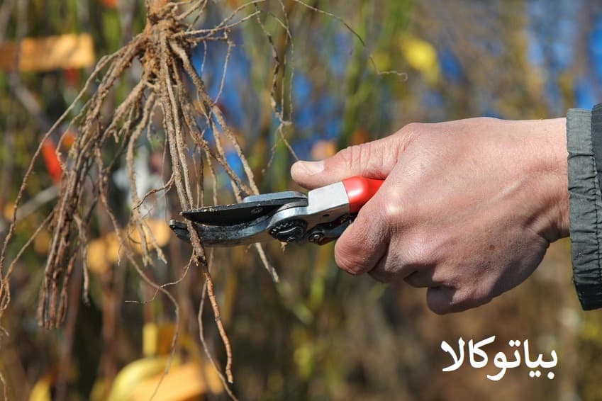 هرس درخت هلو